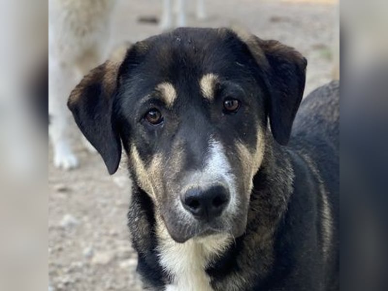 Liko, geb. ca. 11/2023, lebt in GRIECHENLAND, im städt. Tierheim Serres