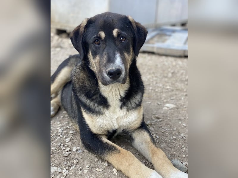 Liko, geb. ca. 11/2023, lebt in GRIECHENLAND, im städt. Tierheim Serres