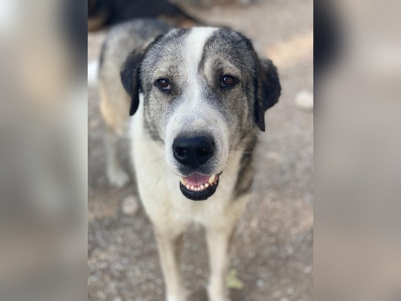 Torac, geb. ca. 08/2023, lebt in GRIECHENLAND, im städt. Tierheim Serres