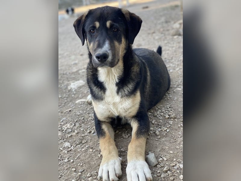 Liko, geb. ca. 11/2023, lebt in GRIECHENLAND, im städt. Tierheim Serres