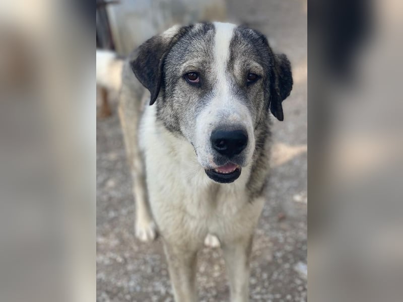 Torac, geb. ca. 08/2023, lebt in GRIECHENLAND, im städt. Tierheim Serres