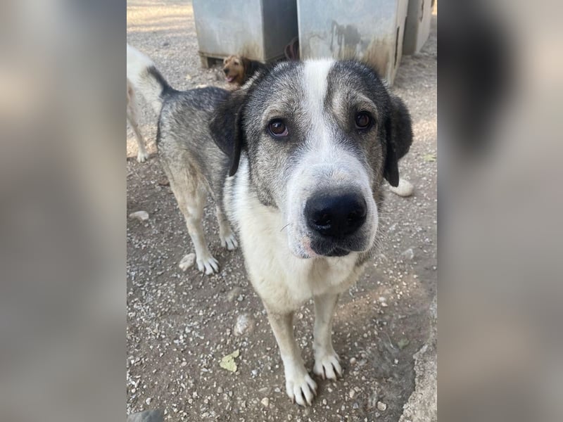 Torac, geb. ca. 08/2023, lebt in GRIECHENLAND, im städt. Tierheim Serres