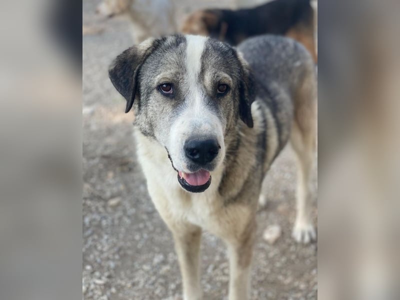 Torac, geb. ca. 08/2023, lebt in GRIECHENLAND, im städt. Tierheim Serres