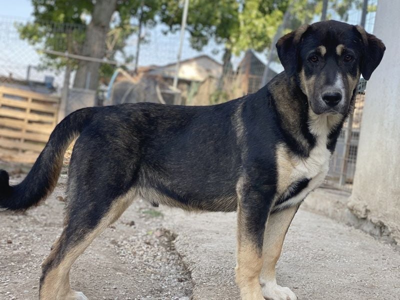 Liko, geb. ca. 11/2023, lebt in GRIECHENLAND, im städt. Tierheim Serres