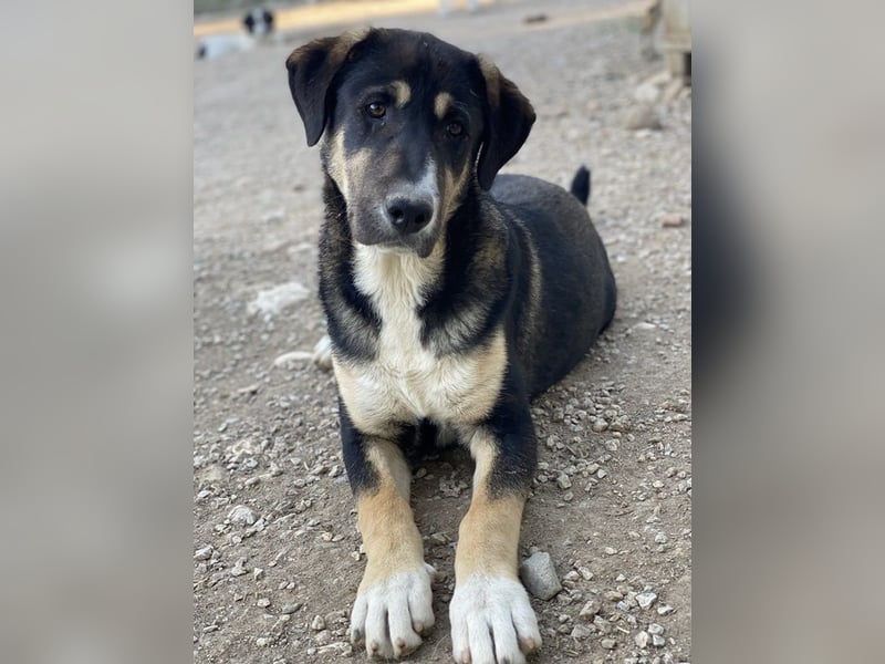 Liko, geb. ca. 11/2023, lebt in GRIECHENLAND, im städt. Tierheim Serres