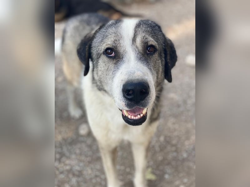 Torac, geb. ca. 08/2023, lebt in GRIECHENLAND, im städt. Tierheim Serres