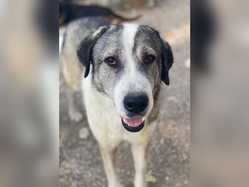 Torac, geb. ca. 08/2023, lebt in GRIECHENLAND, im städt. Tierheim Serres