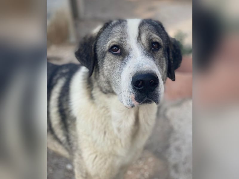 Torac, geb. ca. 08/2023, lebt in GRIECHENLAND, im städt. Tierheim Serres