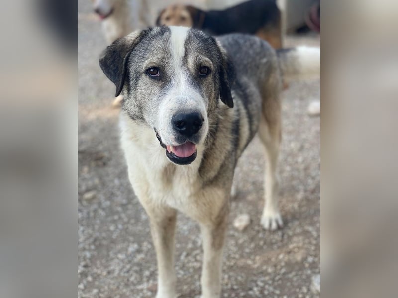 Torac, geb. ca. 08/2023, lebt in GRIECHENLAND, im städt. Tierheim Serres