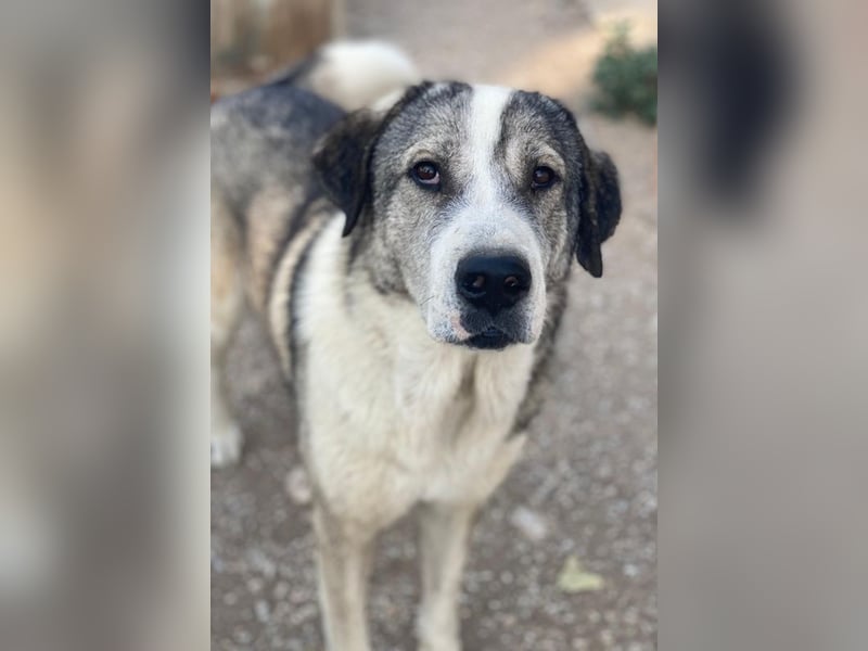 Torac, geb. ca. 08/2023, lebt in GRIECHENLAND, im städt. Tierheim Serres