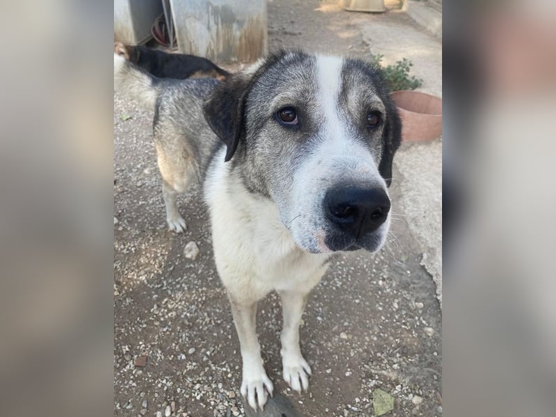 Torac, geb. ca. 08/2023, lebt in GRIECHENLAND, im städt. Tierheim Serres