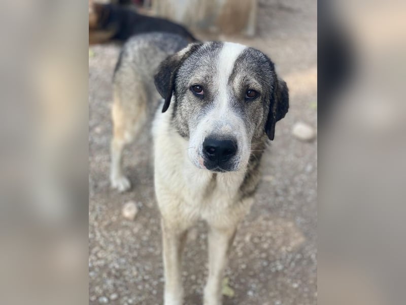 Torac, geb. ca. 08/2023, lebt in GRIECHENLAND, im städt. Tierheim Serres