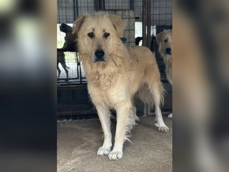 Jako, geb. ca. 09/2023, lebt in GRIECHENLAND, im städt. Tierheim Serres
