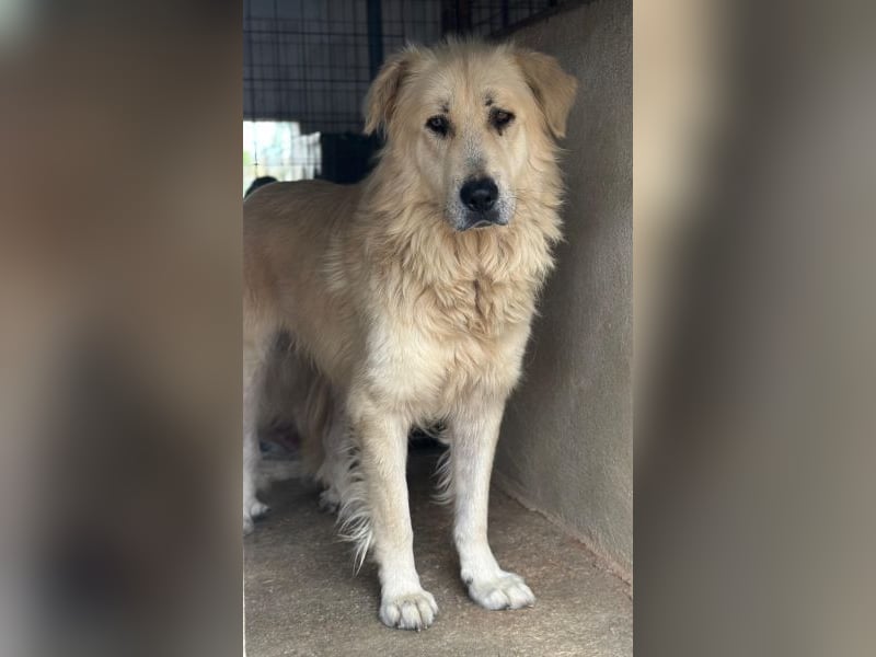 Jako, geb. ca. 09/2023, lebt in GRIECHENLAND, im städt. Tierheim Serres