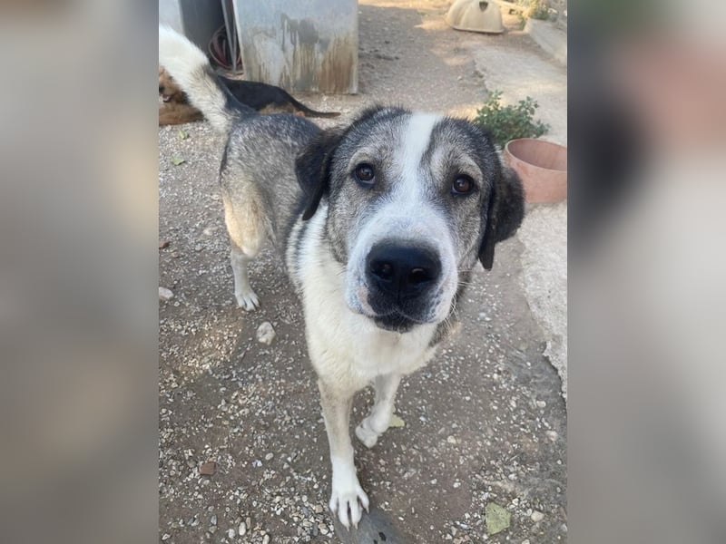 Torac, geb. ca. 08/2023, lebt in GRIECHENLAND, im städt. Tierheim Serres