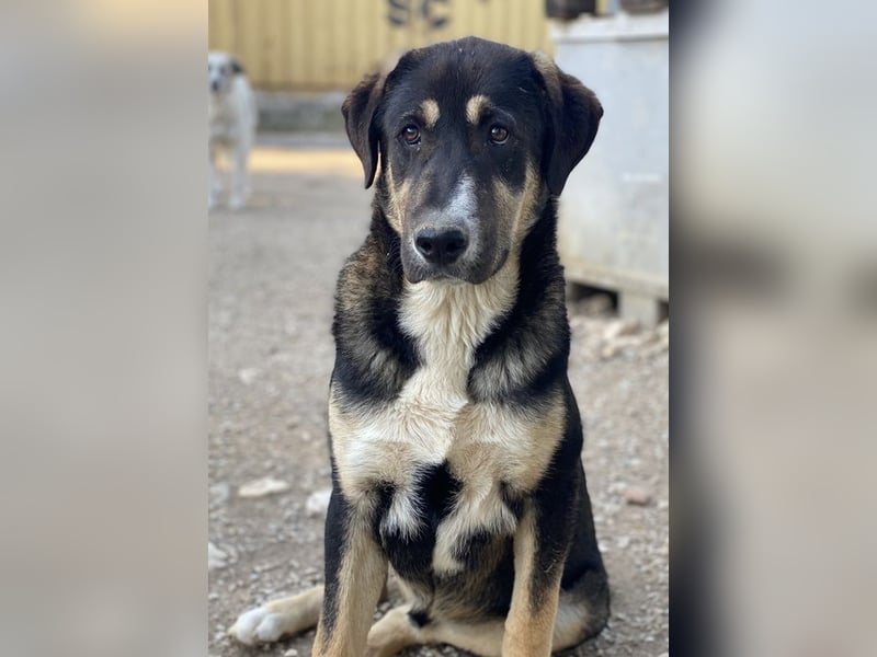 Liko, geb. ca. 11/2023, lebt in GRIECHENLAND, im städt. Tierheim Serres