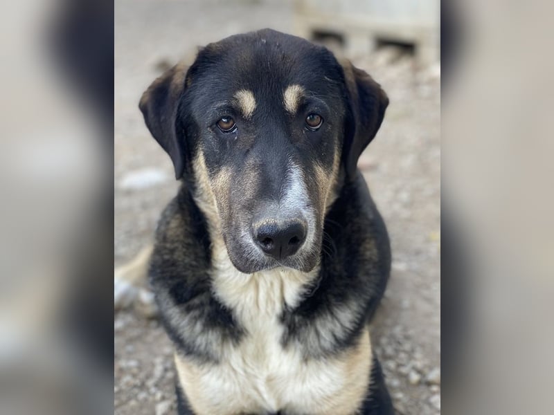 Liko, geb. ca. 11/2023, lebt in GRIECHENLAND, im städt. Tierheim Serres