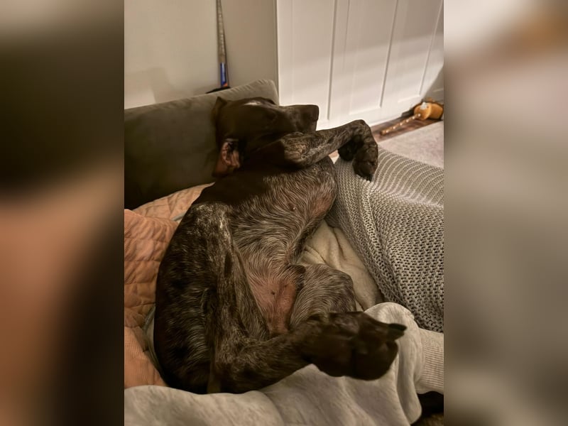 MIKA - sportlicher, aufgeschlossener Rüde sucht aktives Zuhause