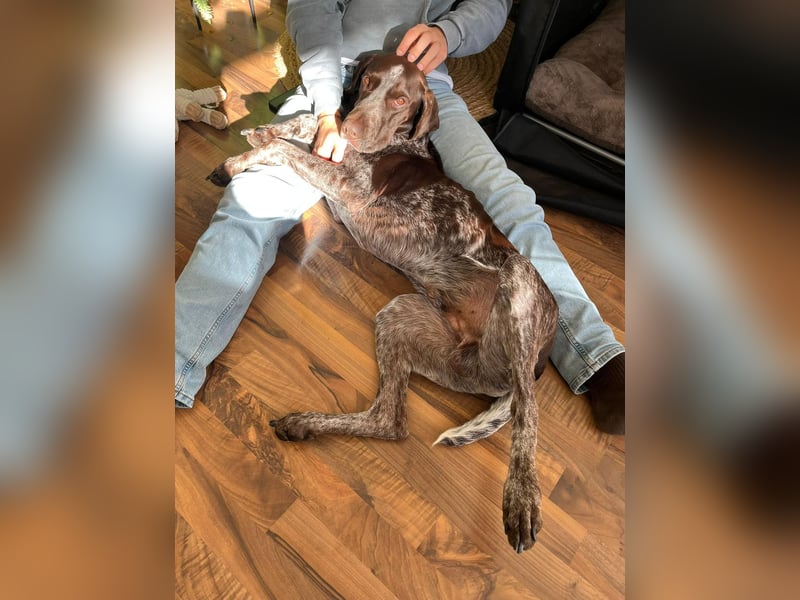 MIKA - sportlicher, aufgeschlossener Rüde sucht aktives Zuhause