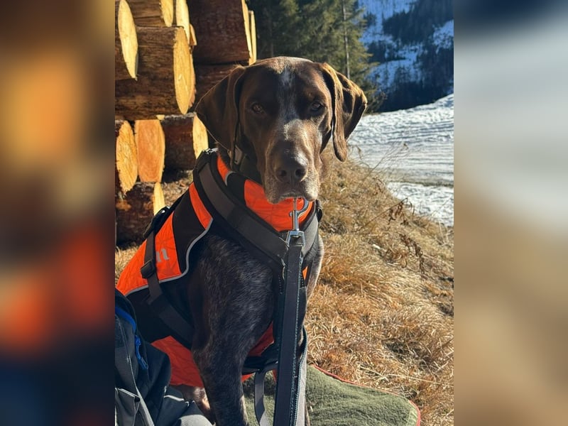 MIKA - sportlicher, aufgeschlossener Rüde sucht aktives Zuhause