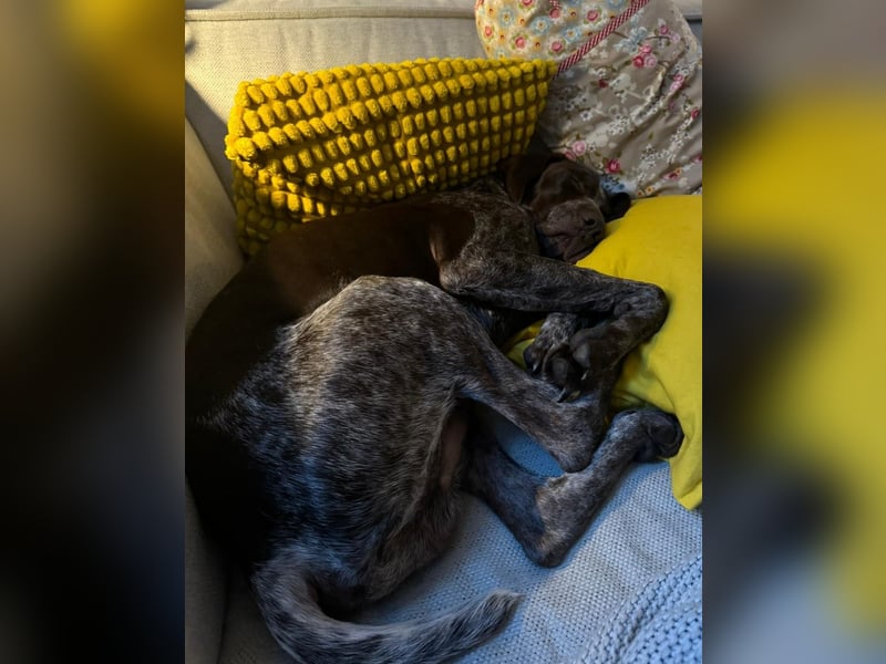 MIKA - sportlicher, aufgeschlossener Rüde sucht aktives Zuhause