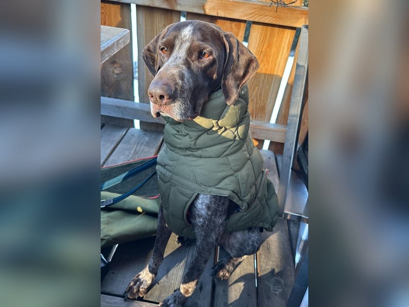 MIKA - sportlicher, aufgeschlossener Rüde sucht aktives Zuhause