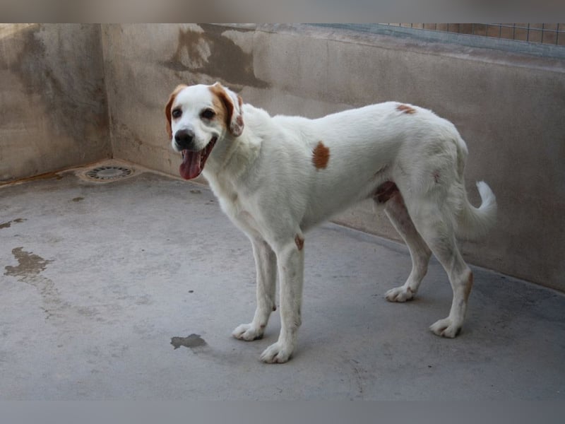 Fröhlicher DRES-hatte möglicherweise schon ein Zuhause, geht schon gut an der Leine