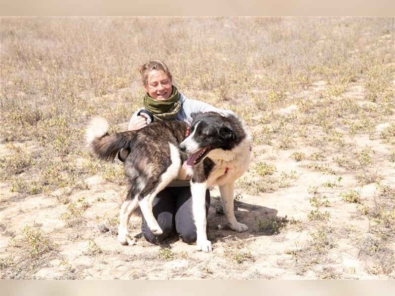ARQUI-sanfter Riese liebt kuscheln und toben, treu,, loyal, aktiv und anhänglich, großer Schmusebär