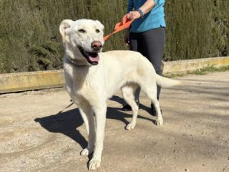 AVENA-ungeschliffener Edelstein auf der Suche nach Menschen, die Herdenschutzhunden lieben