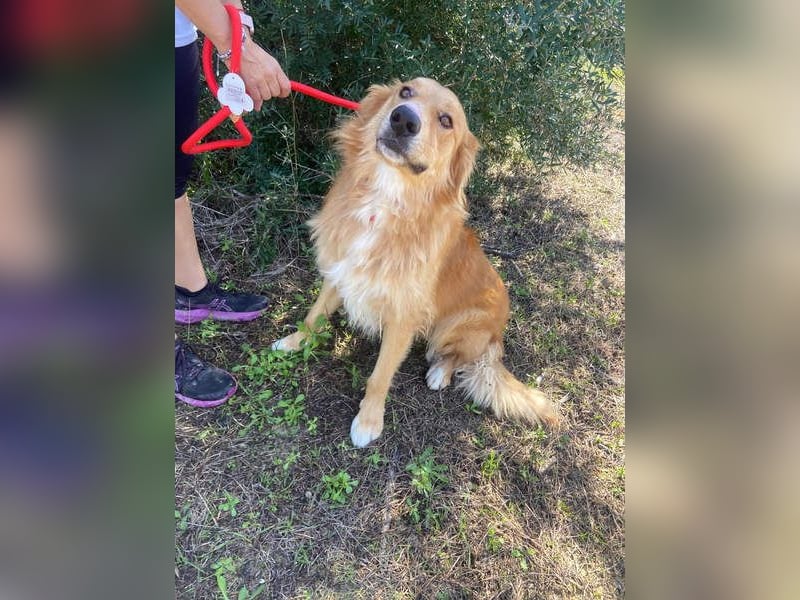 TOBY- möchte zeigen, dass er ein Hund mit einem unglaublich guten Herzen ist.