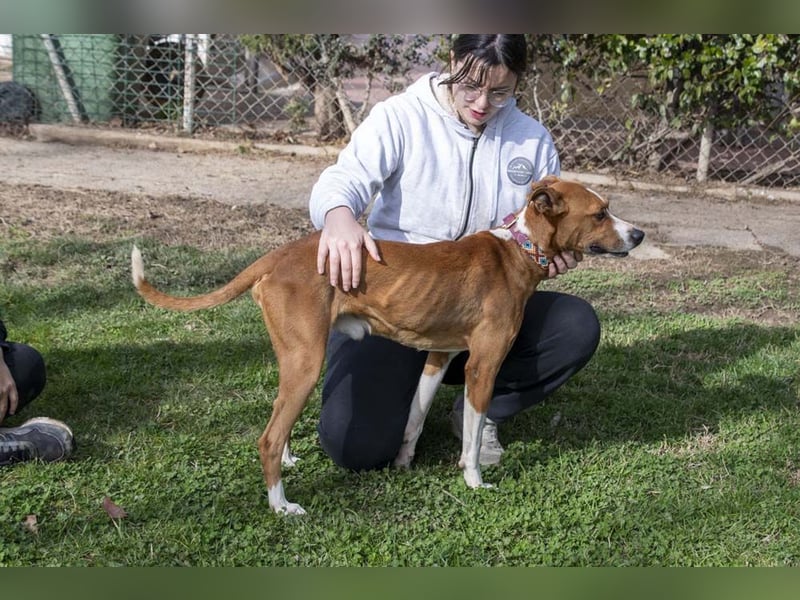 DOLO-freundlich, liebenswert, läuft vorbildlich am Geschirr,wartet auf liebevolles Für-immer-Zuhause