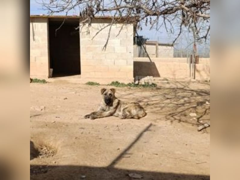 TEOS-sanfter Riese sucht Menschen mit großem Herz