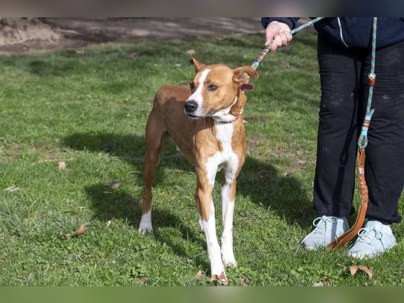 DOLO-freundlich, liebenswert, läuft vorbildlich am Geschirr,wartet auf liebevolles Für-immer-Zuhause