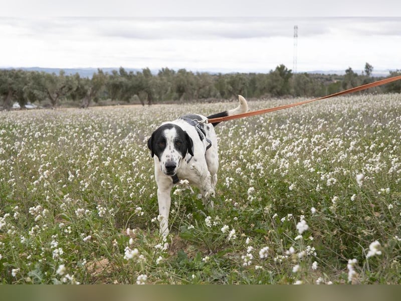 MARA- freundliche,liebevolle Schönheit, kooperativ, gehorsam, sucht liebevolle Familie