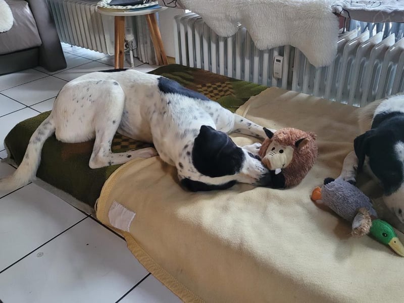 MARA- freundliche,liebevolle Schönheit, kooperativ, gehorsam, sucht liebevolle Familie