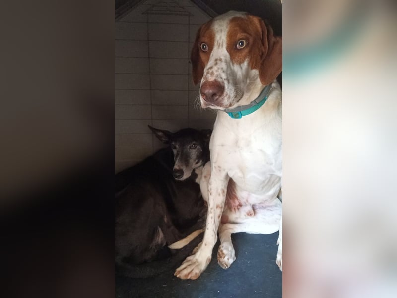 PANCHO-mit dem sanften Blick,zurückhaltend,freundlich,ruhig, ausgeglichen sucht seine liebe Famillie