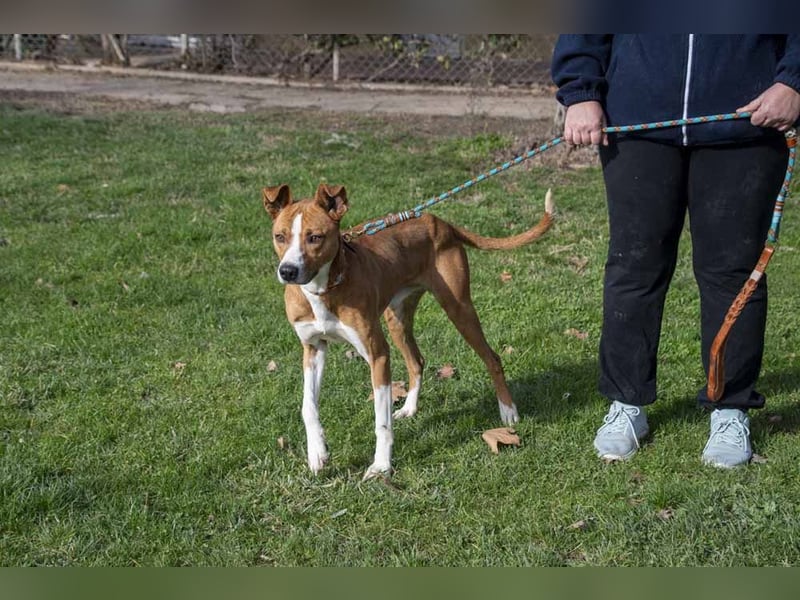 DOLO-freundlich, liebenswert, läuft vorbildlich am Geschirr,wartet auf liebevolles Für-immer-Zuhause