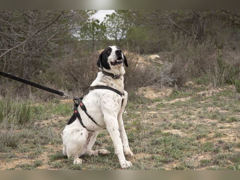 MUSA-angenehme, freundliche, liebevolle Schönheit, koopertiv, freundlich, gehorsam