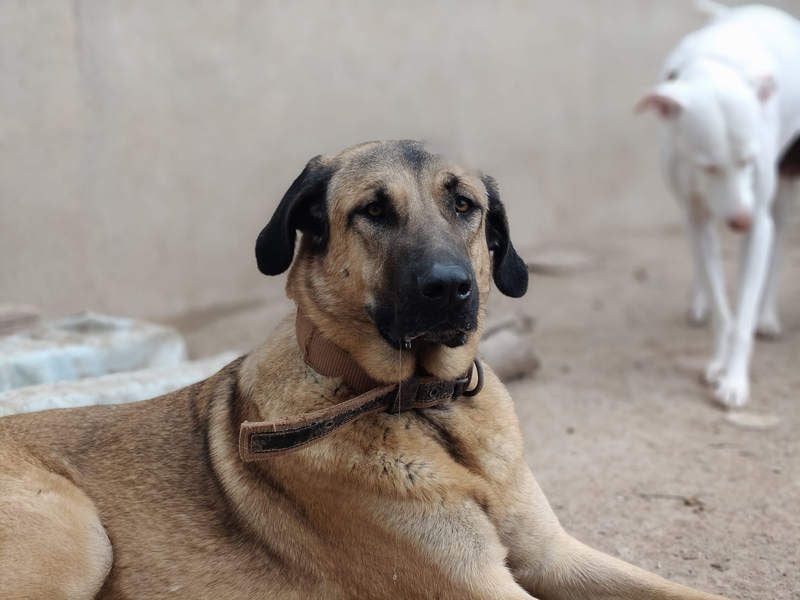 GHANA-eine unglaubliche Geschichte!Wundervoll, herzensgut-suchen ein liebevolles "Für-immer-Zuhause"