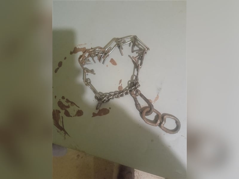 ARQUI-sanfter Riese liebt kuscheln und toben, treu,, loyal, aktiv und anhänglich, großer Schmusebär