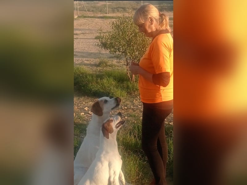 Fröhlicher DRES-hatte möglicherweise schon ein Zuhause, geht schon gut an der Leine