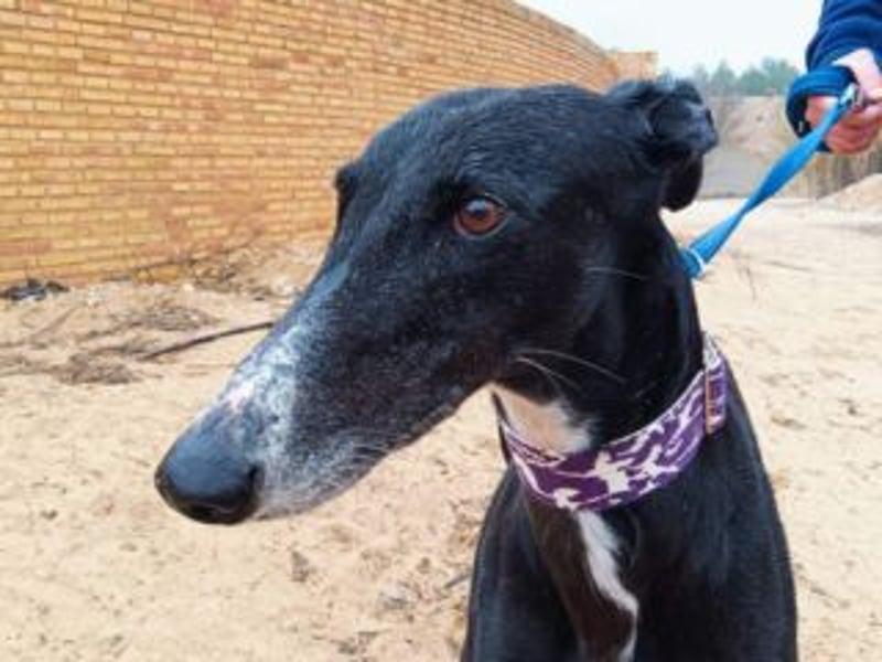 CASTLE-bezaubernde Galgo-Hündin, aktiv und fröhlichen