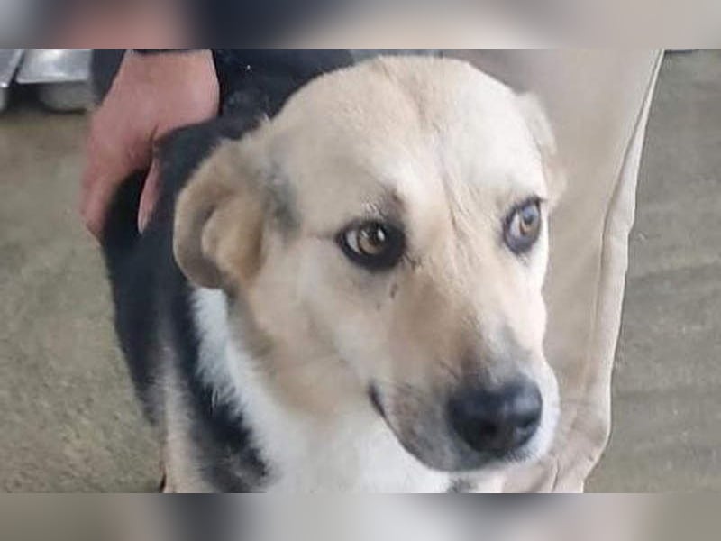 TARA-freundliches, ruhiges, liebevolles, sanftes Mädchen sucht endlich ihre Für-immer-Menschen