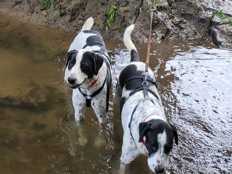 MARA- freundliche,liebevolle Schönheit, kooperativ, gehorsam, sucht liebevolle Familie