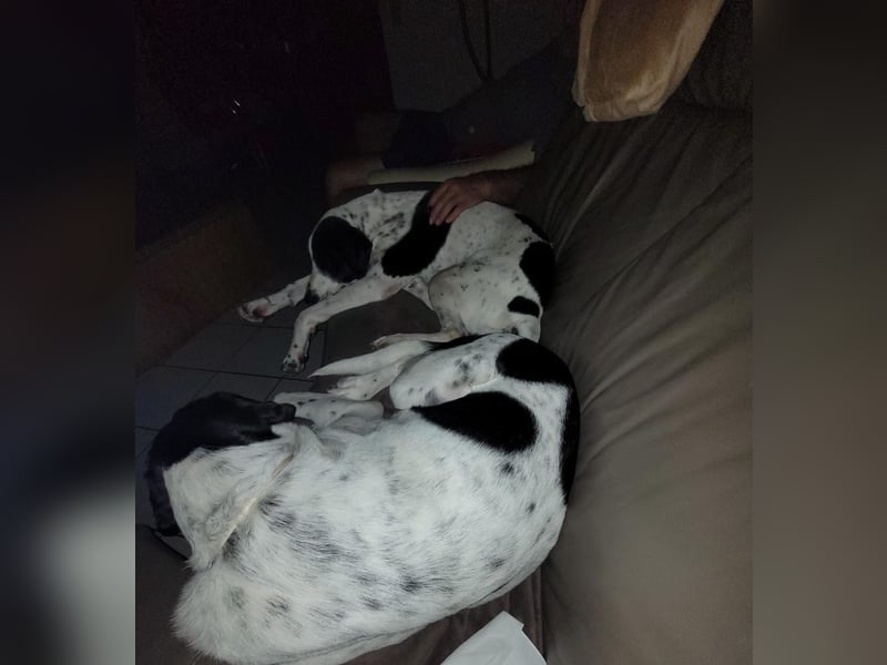 MUSA-angenehme, freundliche, liebevolle Schönheit, koopertiv, freundlich, gehorsam