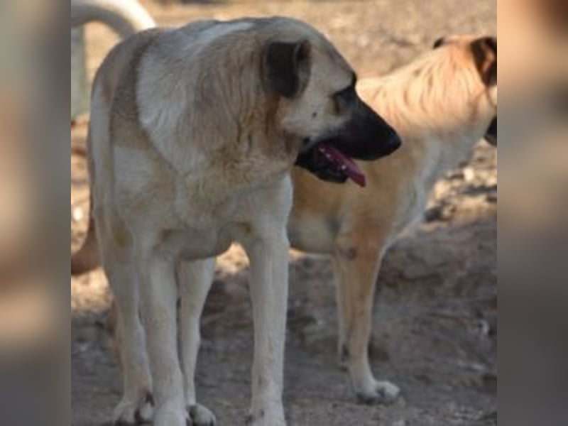 AMOUR – entzückendes Hundemädchen