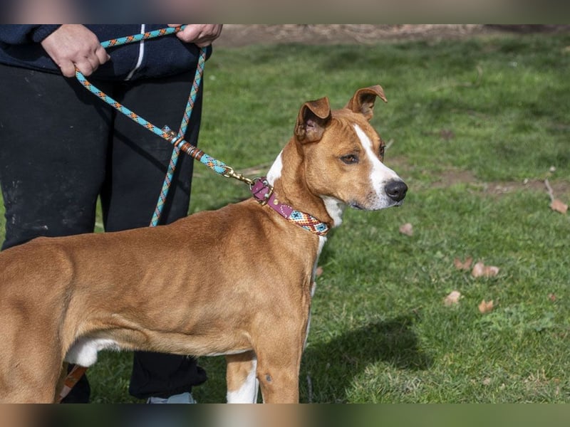 DOLO-freundlich, liebenswert, läuft vorbildlich am Geschirr,wartet auf liebevolles Für-immer-Zuhause
