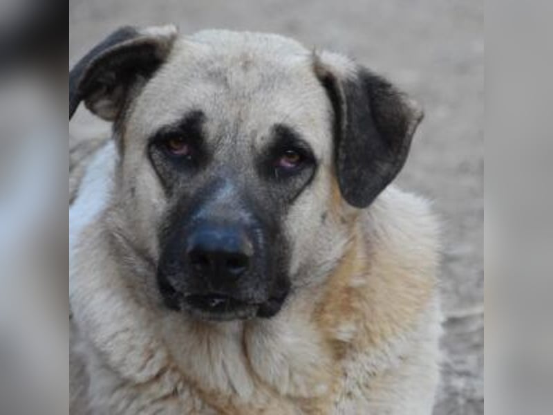 AMOUR – entzückendes Hundemädchen