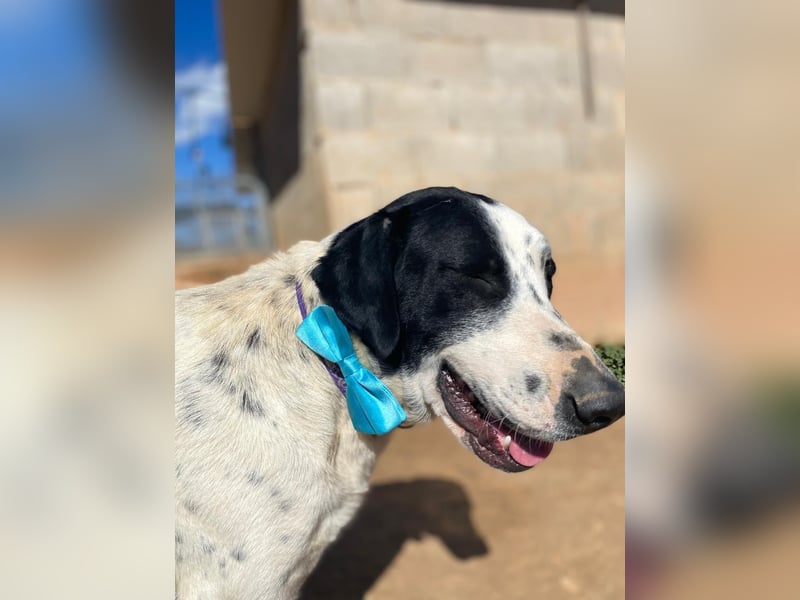 MARA- freundliche,liebevolle Schönheit, kooperativ, gehorsam, sucht liebevolle Familie