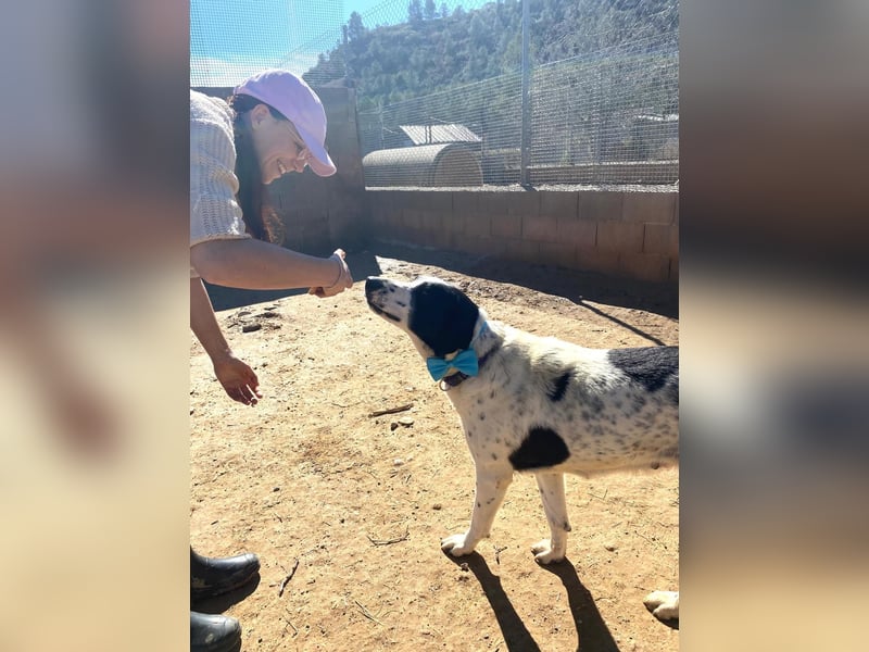 MARA- freundliche,liebevolle Schönheit, kooperativ, gehorsam, sucht liebevolle Familie